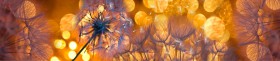 Кухонный фартук Мерцание Одуванчики золотистые 3 серебро в Иваново - ivanovo.katalogmebeli.com | фото